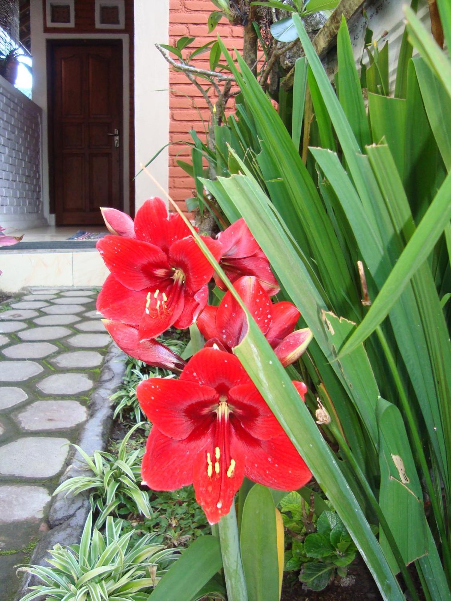 Taman Ayu Homestay Munduk Mitra Reddoorz Buitenkant foto